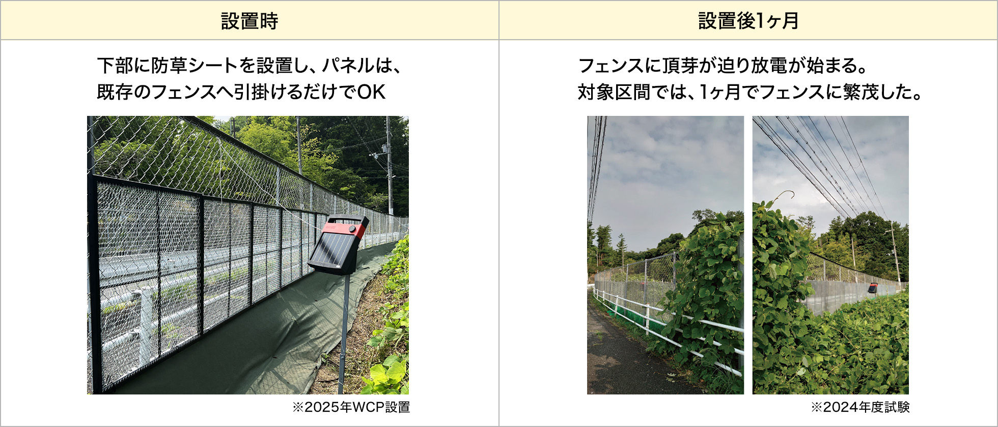 設置時：下部に除草シートを設置し、パネルは、既存のフェンスに引掛けるだけでOK　設置1カ月：フェンスに頂芽が迫り放電が始まる。対象区間では、1カ月でフェンスに繁茂した。
