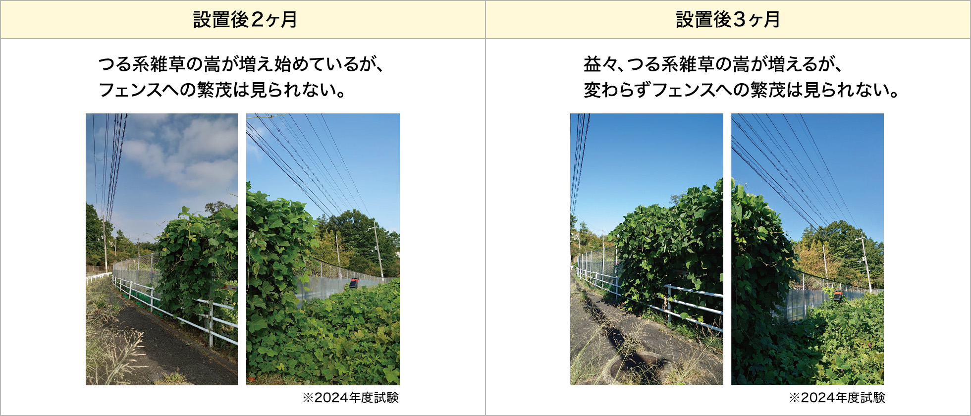設置2カ月：雑草の嵩が増え始めているが、フェンスへの繁茂は見られない。　設置3カ月：益々、つる系雑草の嵩が増えるが、変わらずフェンスへの繁茂は見られない。