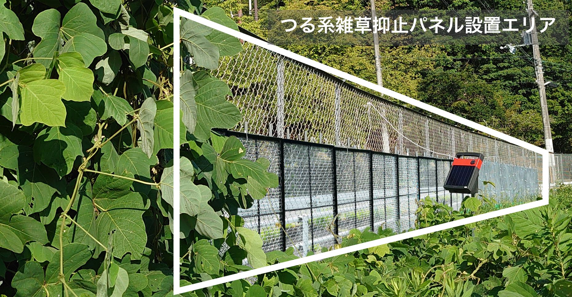 つる系雑草抑止パネル設置エリア